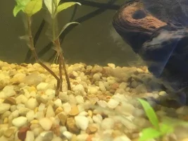 New White Sheet Growth