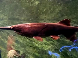 Ripley's Aquarium of Canada 2025