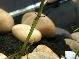 fungi? algae? slime?