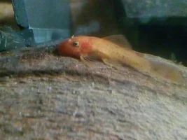 I Got My New Babies!