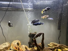 55 gal cichlid tank photos