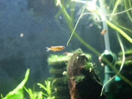 Attempted pics of psuedomugli luminatus/red neon rainbow fish
