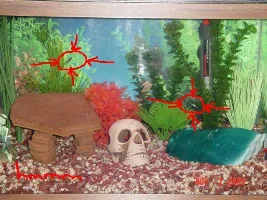 here is my tank