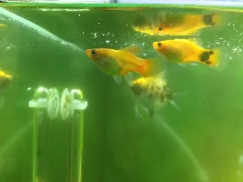 can someone tell me if my blue ram is male or female ty
