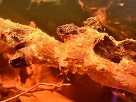 Aquatopia - 6x2x2 Low-Med Light, High Tech Nature Aquarium