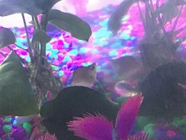 What’s wrong with my gourami?