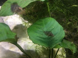 Fish cut in half but seems fine??