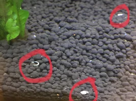 Betta has possible internal parasites? Please help!