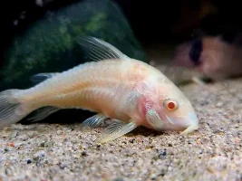 Swollen lump on gourami
