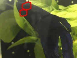Weird white spots! :(