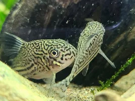 Help! My cories spawned! What do I do??