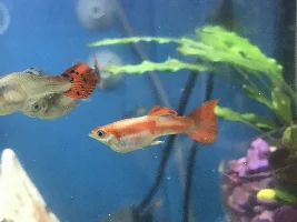 Pls help my guppies are dying
