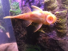 Meet my fish!