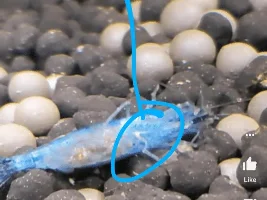 Something is killing my berried shrimp. Some type of worm?
