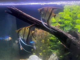 Angelfish type?