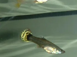 My Guppies!