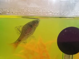 Popeye & Pale Odessa Barb