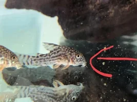 Thin corydora