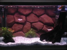 All Fish Behaving Strangely After 3D Background Installed.