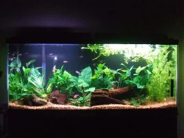 55 Gallon Tank