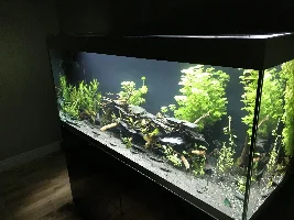My 90g community tank