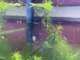 Green Algae