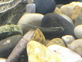 Unsure of fish type