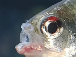 Diamond Tetra with stunted nose
