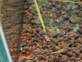 Help! How do I get the shrimplets into the tank?