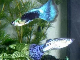 guppies