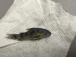 Peppered Cories suddenly mass-dying within a month.