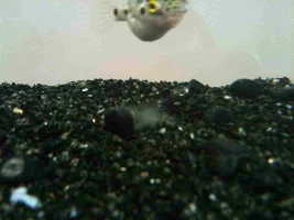 Green Spotted Puffer Eggs?!