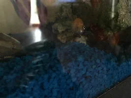 My danio left eye looks twice the size of the right