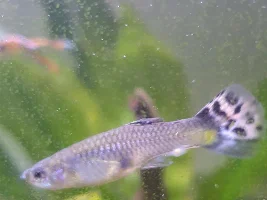 Metronidazole, HELP! (UK)