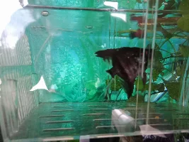 Angelfish Fin Rot???