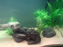 First Fish for tank