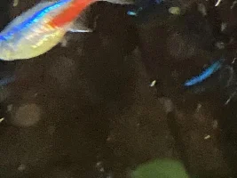 Neon Tetra Issue