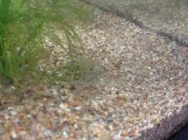 Finally Finding Black Baby Cherry Shrimp