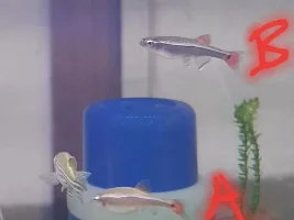 White Cloud minnow