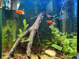 VOTE NOW - December 2023 Tank of the Month Contest (16 gal & smaller)