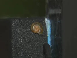 Just Found This In My Tank!
