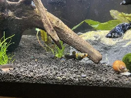 Pregnant Gold Dust Molly?