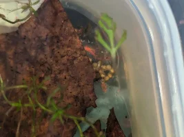 Need help with fish eggs