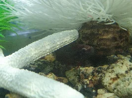 Betta has white circles around eyes