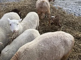 day old lambs... 1st of the spring