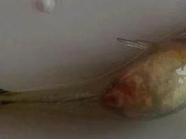 1 Week Pregnant Guppy Guppy Dead