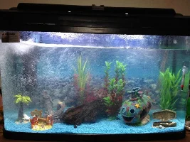 New To Fish Keeping But Loving It