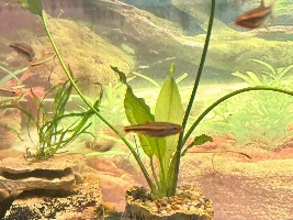 thoughts on my current plants needing root fertilizer…
