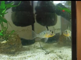 I'm getting a ram! Any advice?