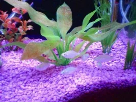 baby praecox rainbows